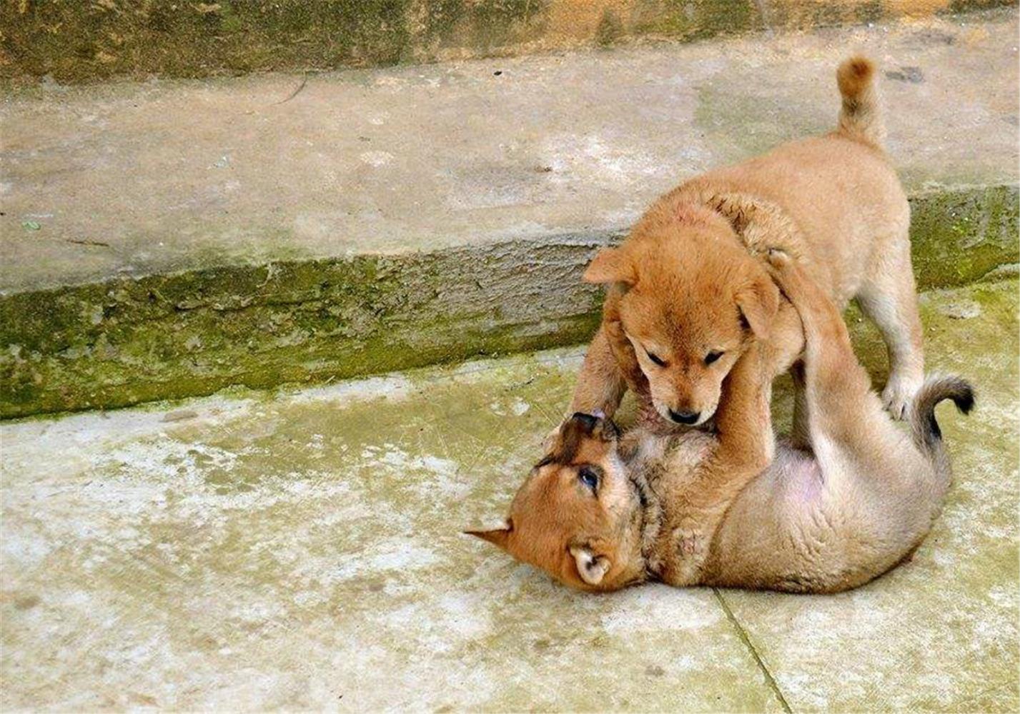 为什么狗在打架的时候有一方露出肚皮，双方就不打了？