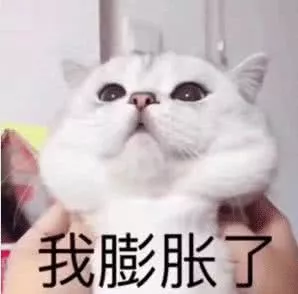 大型实力劝退养猫场面，看得我的心脏都快受不了啦