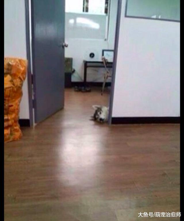 网友带哈士奇一起上班，它却千方百计想看主人如何工作，太调皮了