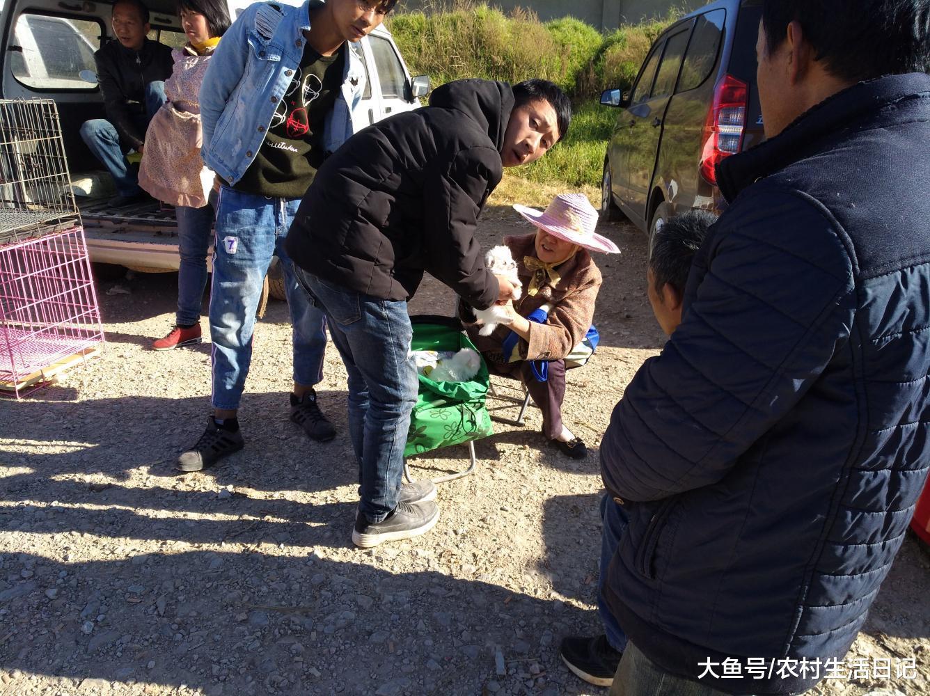 商贩出售一只幼犬却不肯向买主展示, 一直遮遮掩掩?