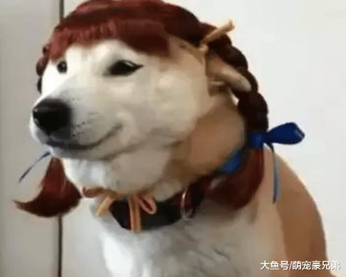 将狗寄养姐姐家两天，回家后看到搞笑一幕，狗：人家现在是小母狗