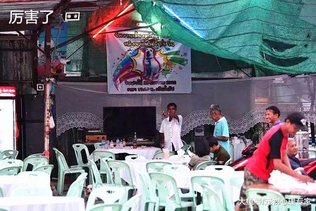 愛犬走丟又找回，大叔喜不自禁辦酒席，排場大的讓人直呼有礦