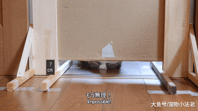 日本铲屎官无聊，拿肥猫做实验，每秒都是表情包，让人直接笑喷！