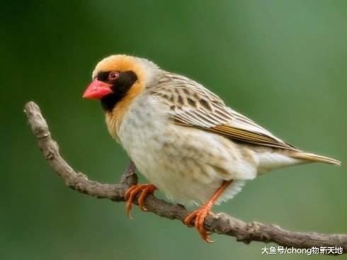 动物界规模最大的战斗，30万只麻雀攻击大象，场面太壮观