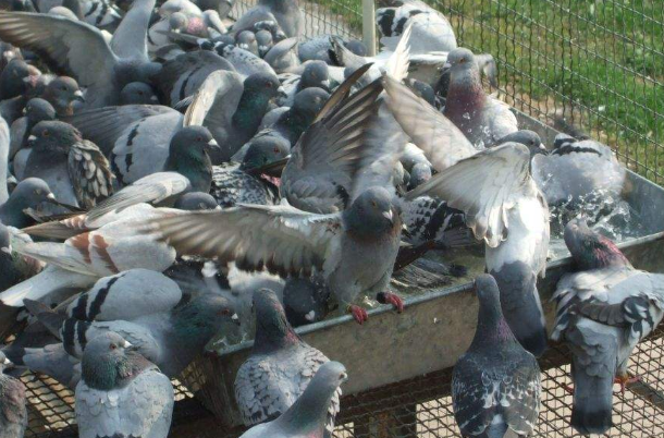 鸽子是个爱干净的鸟类，卫生要求也很高，大家来看看如何给鸽子洗澡吧