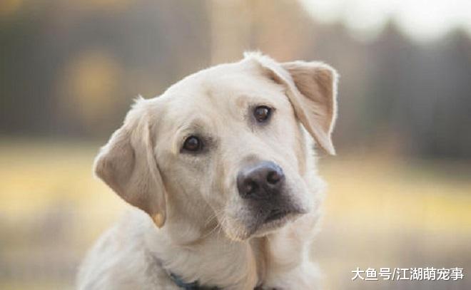 狗狗寂寞的4个表现，作为铲屎官你需要及时注意