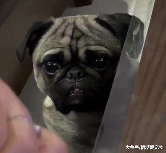 狗狗看到自己的玩具被开膛破肚，满脸委屈的盯着，汪：主人手别抖