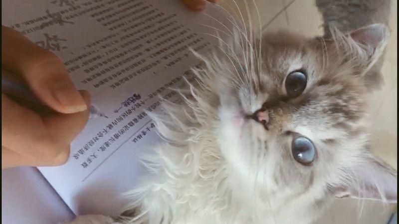 小主人考试复习很忙, 宠物猫咪却在旁边捣乱
