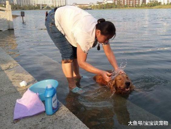 主人带金毛去洗澡，结果这货死活不配合，无奈只好使出大绝招