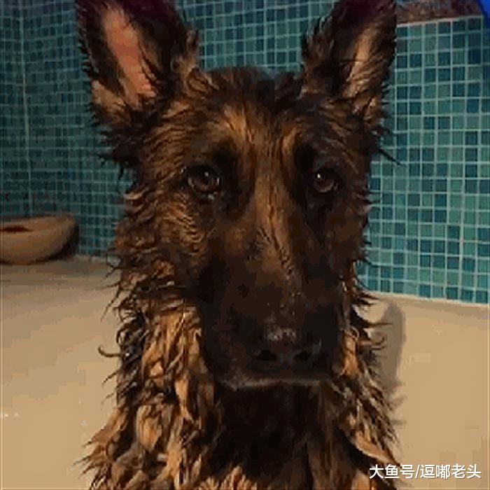 德牧外表凶悍，其实内心温柔，你喜欢德牧吗？