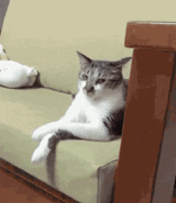 惹猫生气了，哄不好的那种，请问后悔药在哪里买啊？