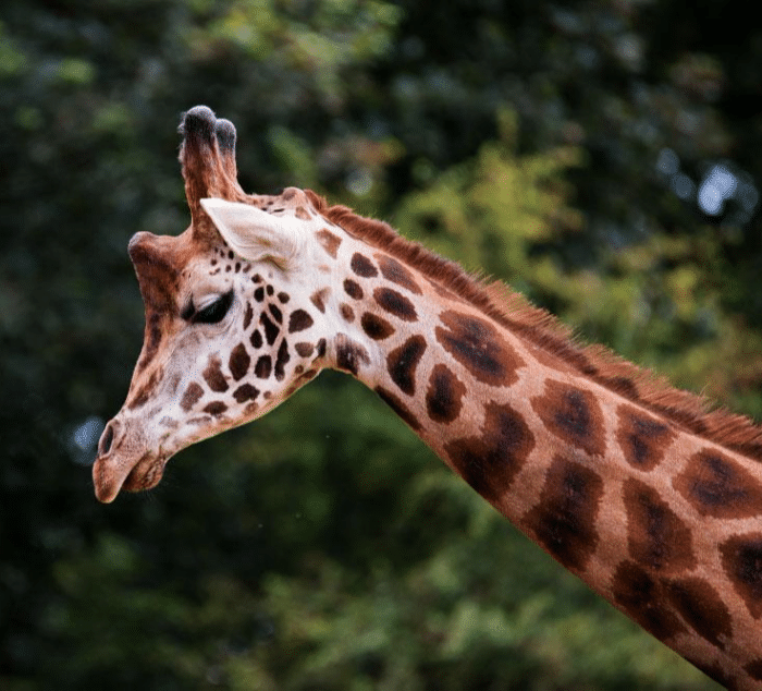 7必备动物园摄影技巧, 带你的相机到动物园进行一些特写动物摄影