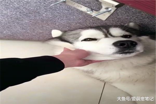 二哈把門拽掉后，面對網友的指責一臉不屑，狗：這門不結實別怨我