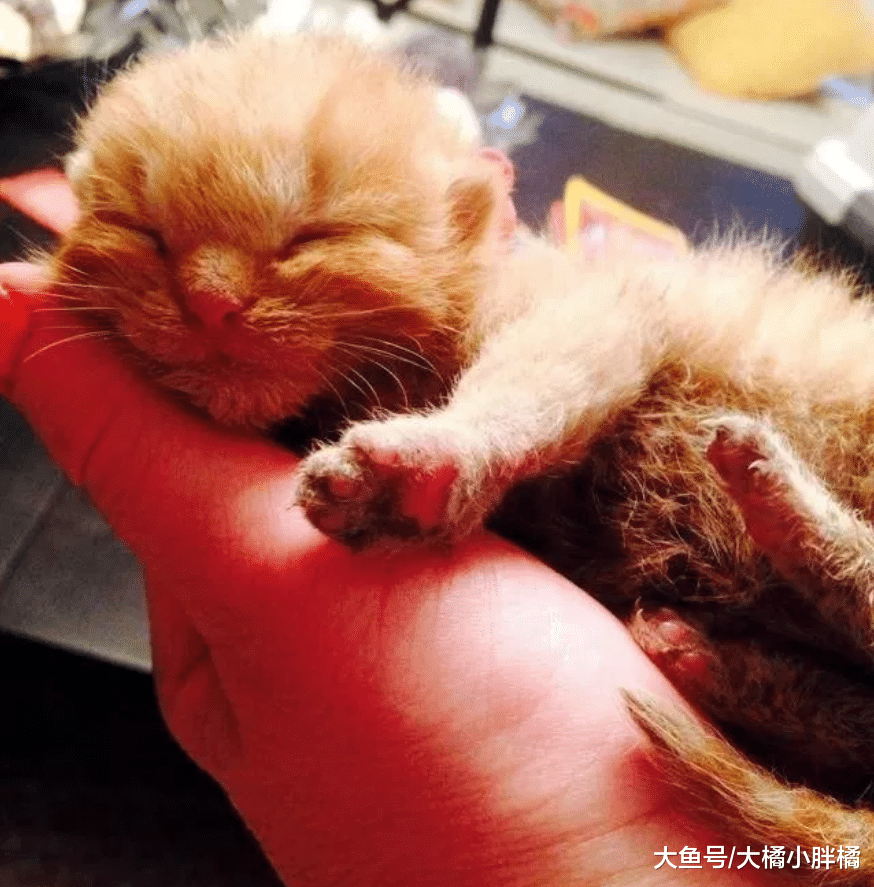 小猫在大火中生死未卜，小男孩不顾众人反对，找来消防员救出小猫