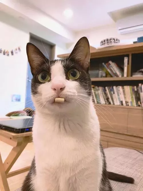喵喵界神经病奶牛猫，堪比二哈，看完笑到停不下来