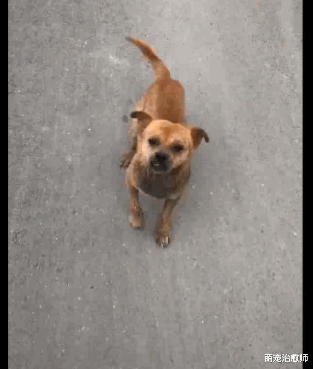 网友给了流浪狗鸡蛋吃，它就一路跟随：吃了你的蛋，我是你的狗了