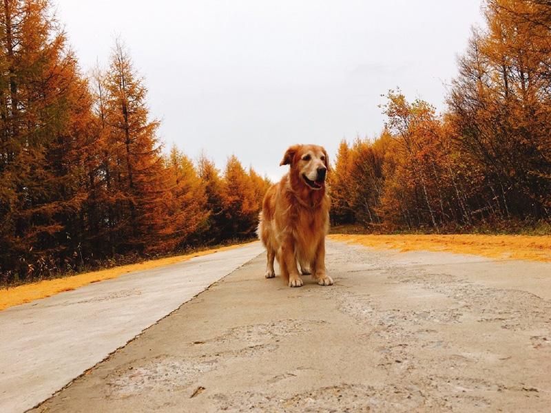 金毛犬喂养要点