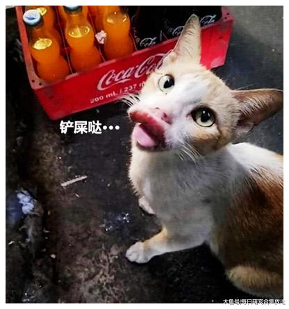 猫咪彻夜未归，第二天出现在隔壁小店，走近一看急忙带去就医