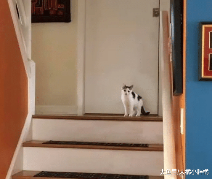 小猫天生歪着头走路，为此受尽折磨，小伙却被它的歪头杀给迷住了