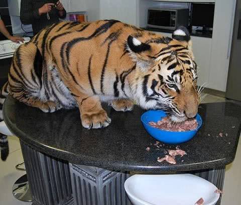 如果人类将小老虎从小养到大，长大以后老虎会突然攻击人吗？