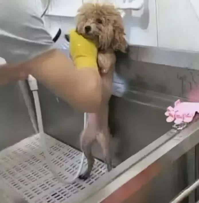 泰迪剃光毛后洗澡，眼神透露着悲哀：我的清白全没了