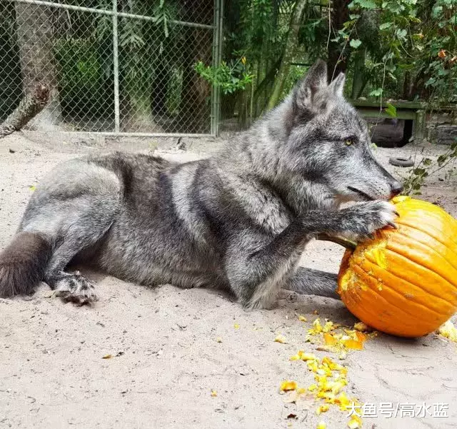 美女因驯服野生巨狼火了，专家却说：别急，这货可能是狗…