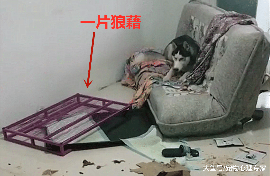 女子打开门，看见地上的二哈不由笑出声：被巴啦啦能量封印了？