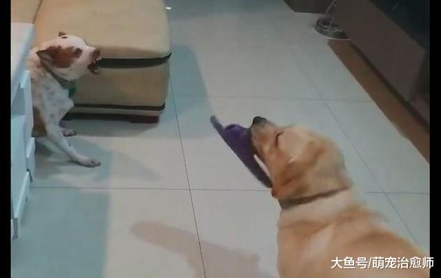 拉布拉多的狗粮被偷吃了，它模仿主人把拖鞋摔地上，把对方吓坏了