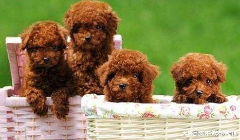 泰迪犬性格, 大致可以分为5种, 你家属于哪种?