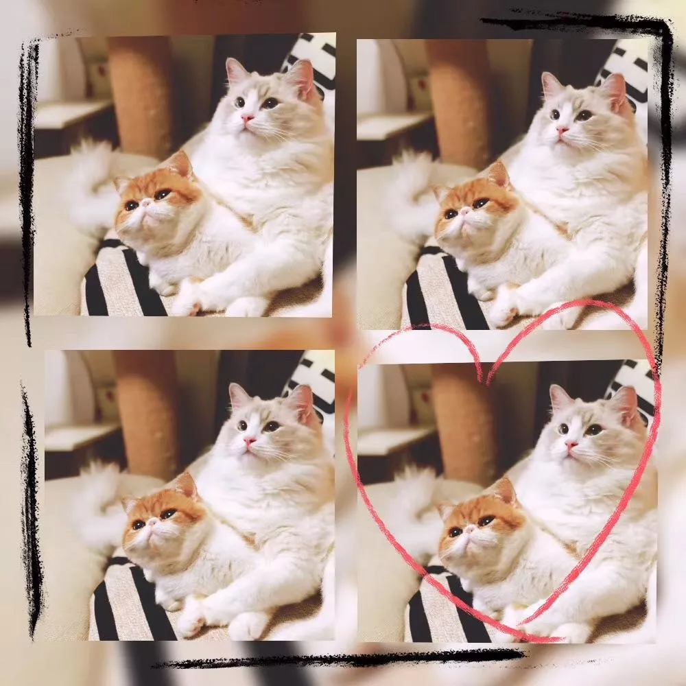 主人从机场接回空运过来的小猫咪，发现猫咪已经吓尿了，究竟小猫咪如何做好航空小乘客？