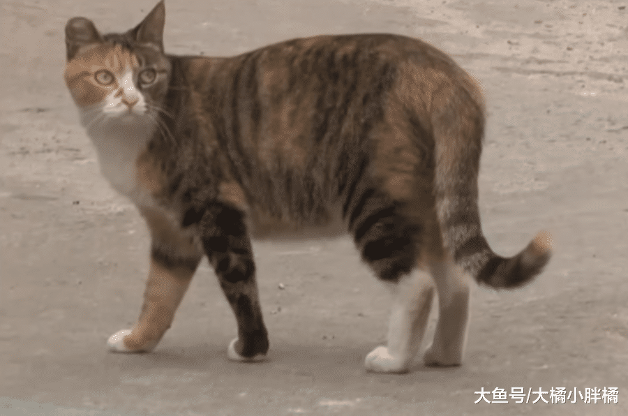 流浪猫多次想引起路人注意，女子跟着它前行，却在墙内发现了小猫