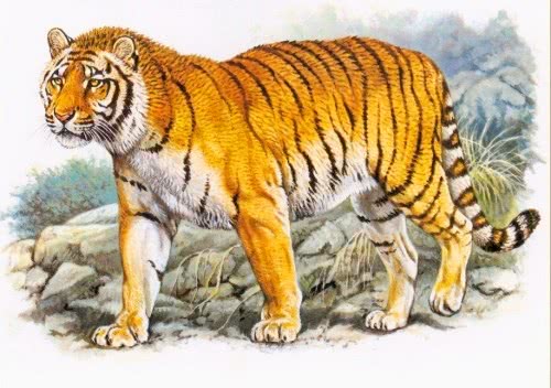 百兽之王的悲剧：三种老虎已被证实灭绝，还有一种已于野外灭绝