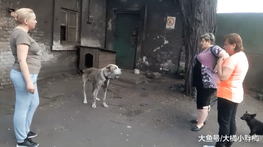 爱犬在家中被偷，大妈寻找2年无果，网友仅用2天就帮大妈找到爱犬