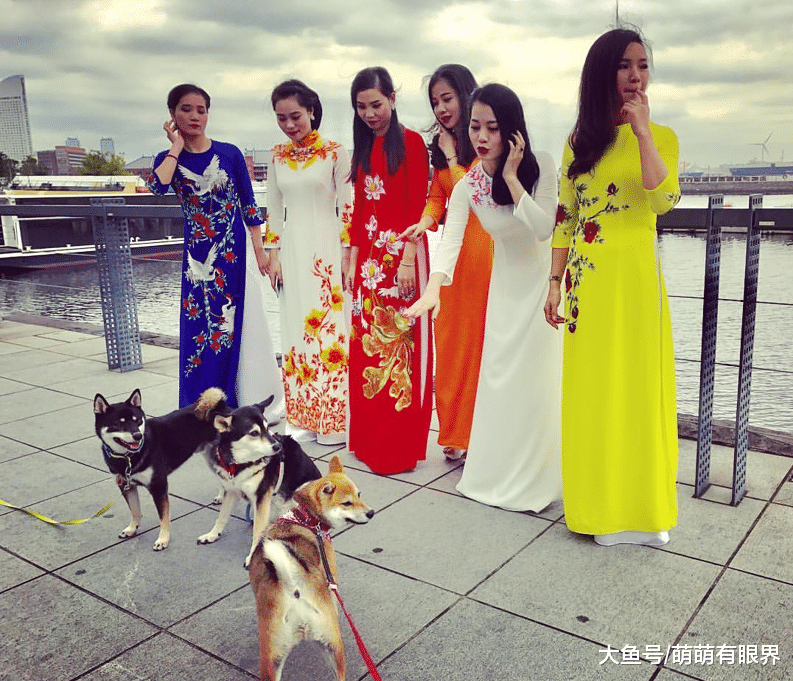 柴犬战胜二哈，荣登榜首成为最像狼的狗，网友：柴，请展示你的狼性