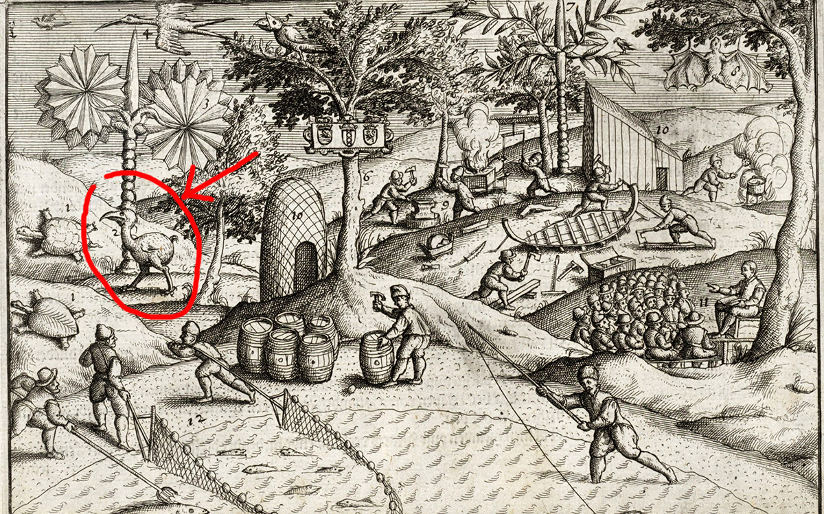 有一种不会飞的鸟，竟是被人类和猪“联手干掉”的