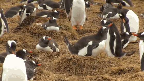 企鹅根本不是什么好鹅！不要被它蠢萌的外表骗到