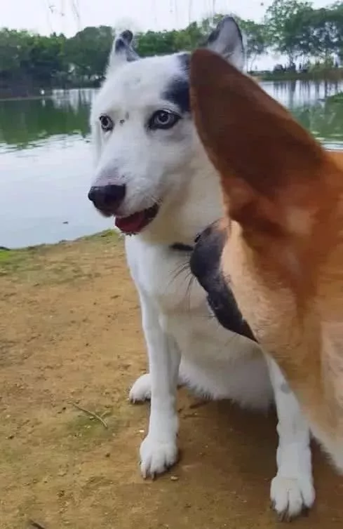 混血二哈游泳时突然死机，主人吓了一跳：你…还活着吗？