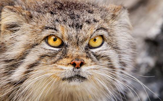 蒙古山猫兔狲，动物园告诫大家不要养，不然只会害了这种猫科动物