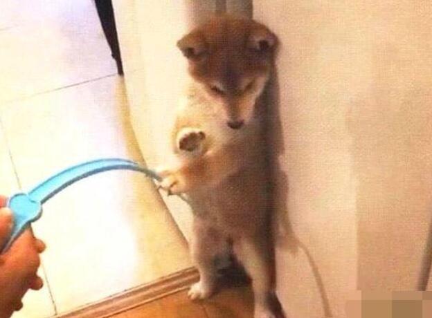 已经三天没让妈妈打的柴犬又惹事了！汪：铲屎的，打狗不打脸！