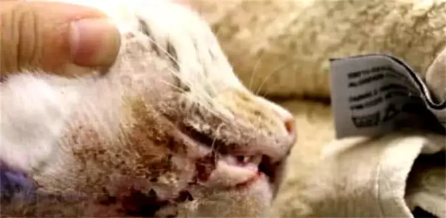 流浪貓躲在草叢里哀嚎，男子發現上前檢查，結果一看感到觸目驚心