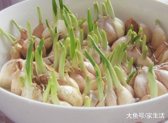 头一次见用个塑料瓶种大蒜，省地方又长得快，别傻傻用花盆了