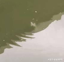 多管闲事？狗对老鼠狂追不舍，耗子被逼到跳水“自杀”