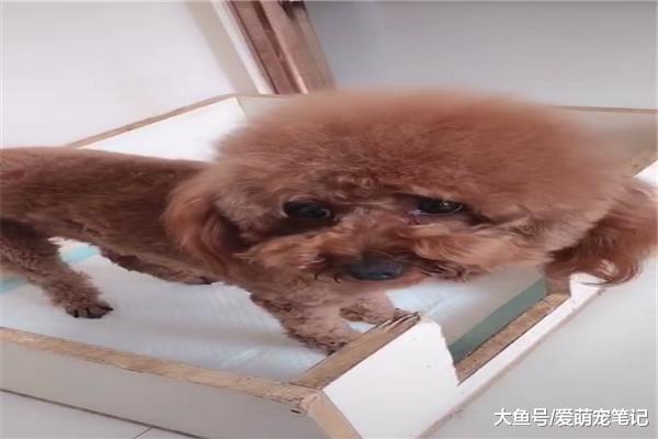 狗爸趁狗妈上厕所想看孩子，小心翼翼的举动生怕踩到奶狗，好有爱