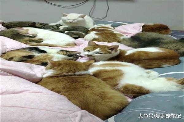 男子收養32只流浪貓，每天醒來床上堆滿了貓，網友：一堆人民幣啊