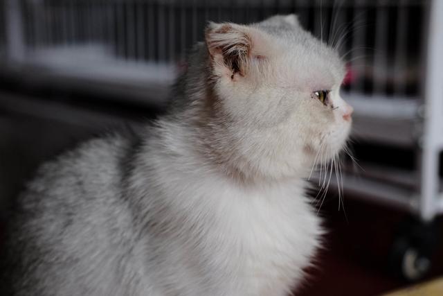 宠物治疗价格高，看病不如重新买一只，其中铲屎官经历了什么？