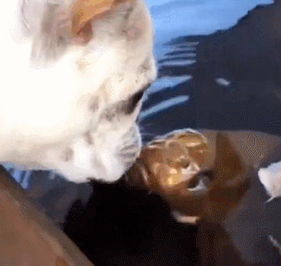 狗的社交能力有多强？看完它们的朋友，网友：在下服了！