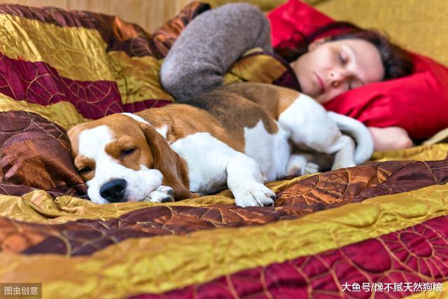 你肯让狗狗进“卧室”睡觉吗？了解完这6点，你就心中有数了