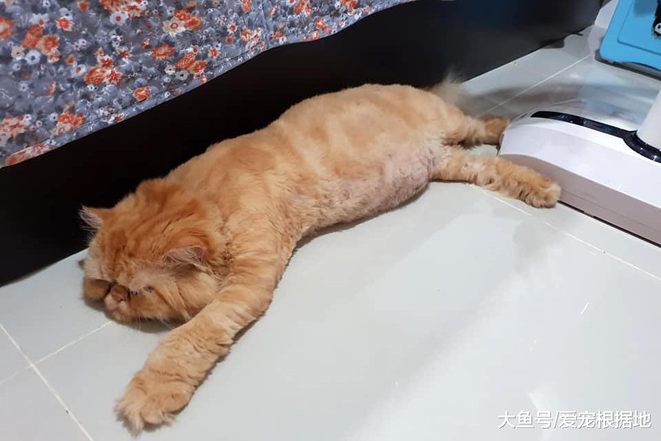 谁说加菲猫智商低？其实它只是长得蠢，实际上聪明得要命！