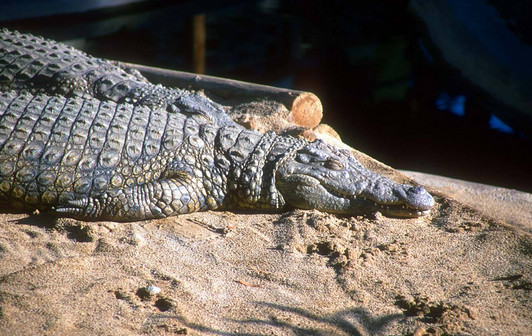 全球最罕见的恐怖生物，被称为“食人鳄”，真正的万物之主！