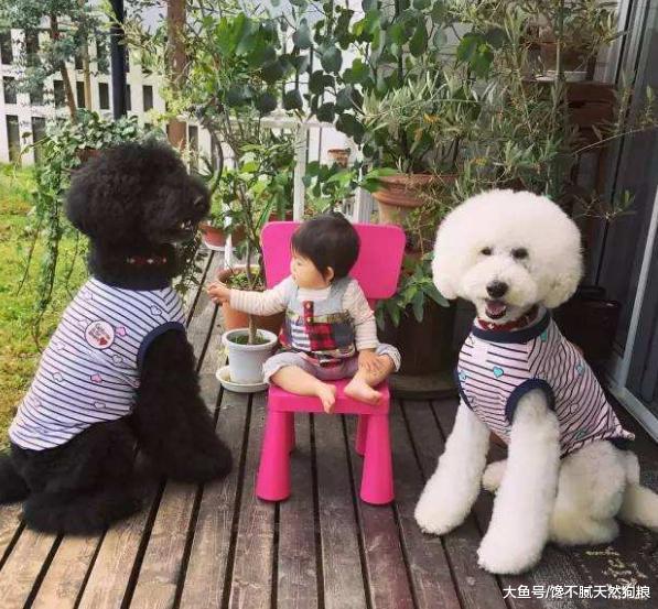 这5种能力，狗狗天生就拥有，你知道几个呢